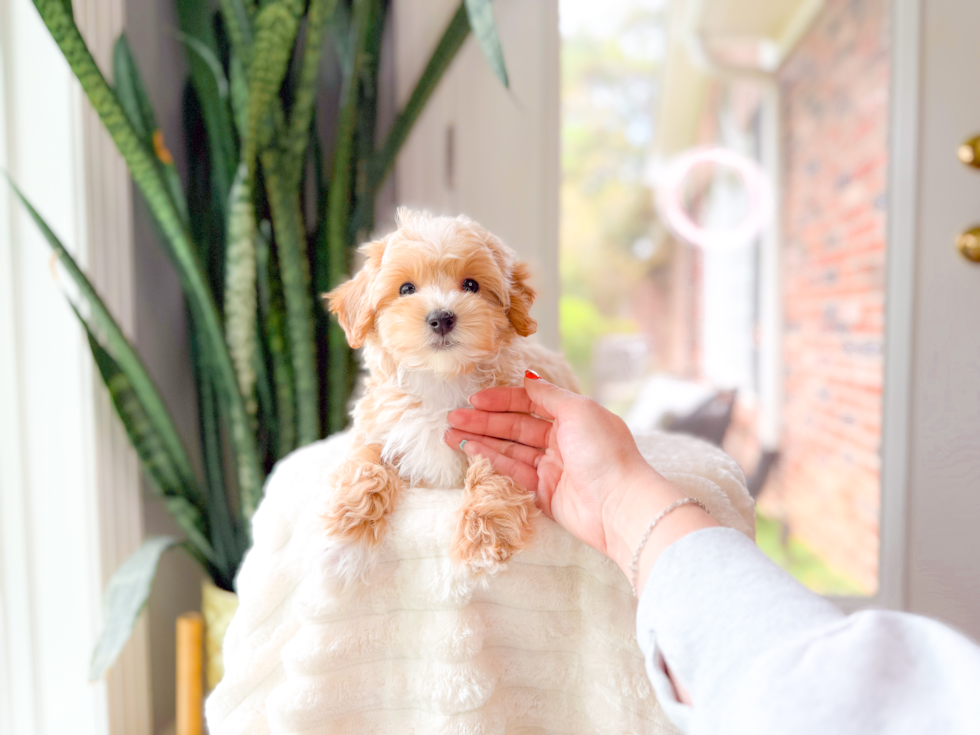 Cute Maltipoo Poodle Mix Pup