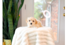 Cute Maltipoo Baby