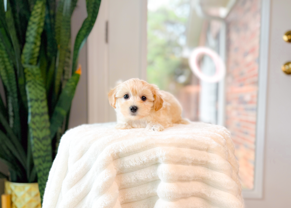 Cute Maltipoo Baby