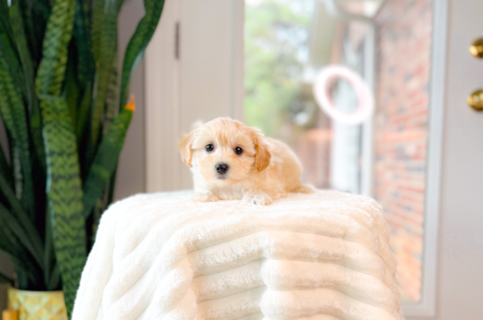 Cute Maltipoo Baby