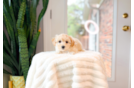 Maltipoo Puppy for Adoption