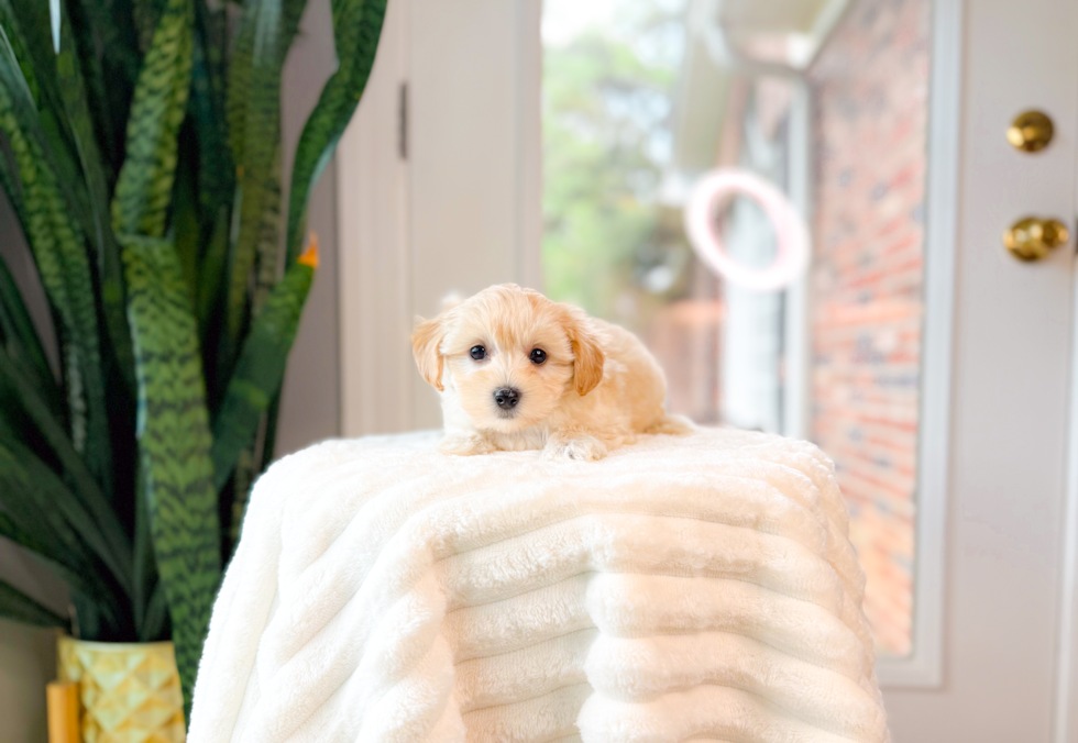 Maltipoo Puppy for Adoption