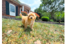 Cute Maltipoo Baby