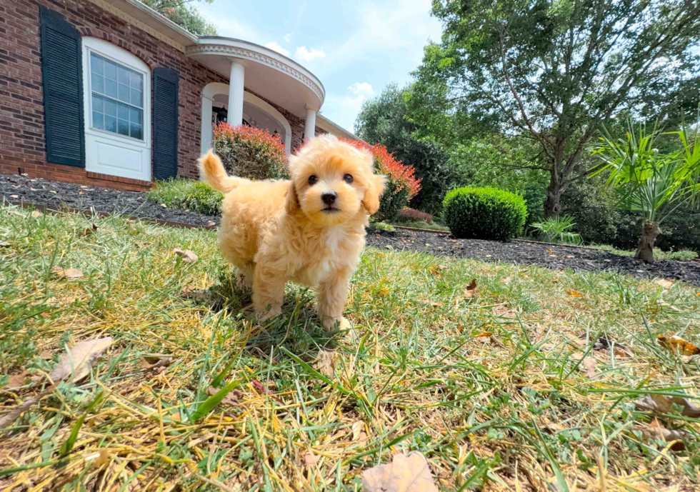 Cute Maltipoo Baby