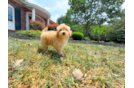 Cute Maltipoo Poodle Mix Pup