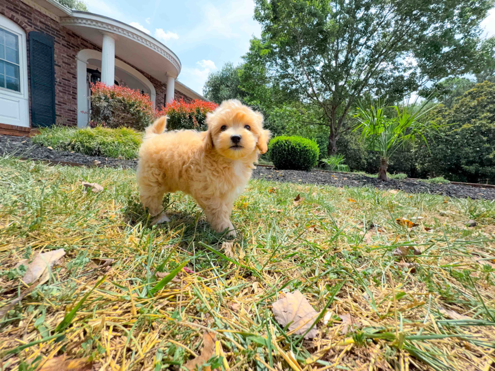 Cute Maltipoo Poodle Mix Pup