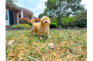 Maltipoo Puppy for Adoption