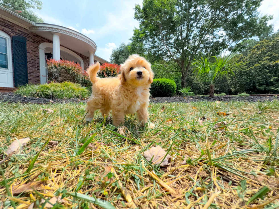 Maltipoo Puppy for Adoption