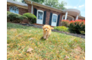 Cute Maltipoo Baby