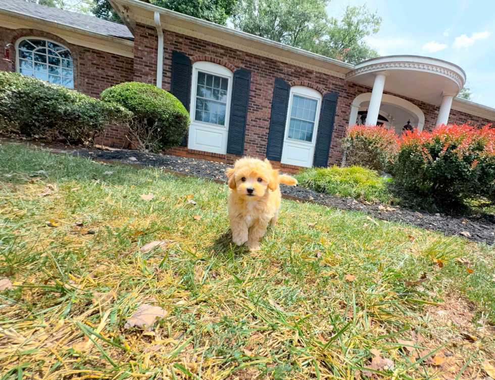 Cute Maltipoo Baby