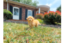 Cute Malt a Poo Poodle Mix Puppy