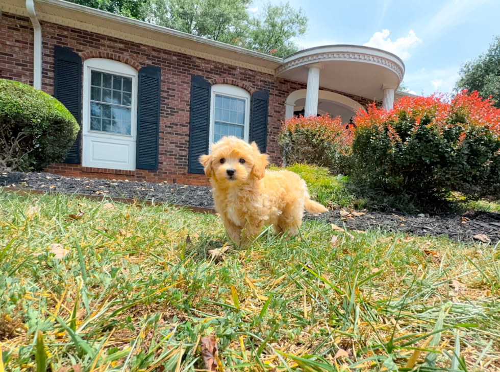 Cute Malt a Poo Poodle Mix Puppy