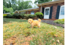 Cute Maltipoo Poodle Mix Pup