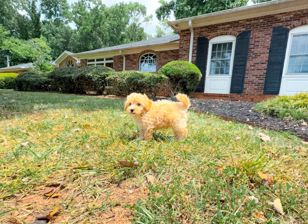 Cute Maltipoo Poodle Mix Pup