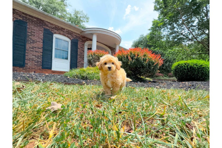 Maltipoo Puppy for Adoption