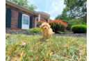 Maltipoo Puppy for Adoption