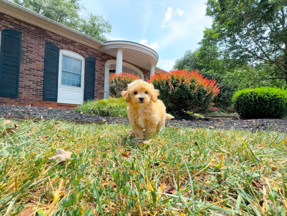 Maltipoo Puppy for Adoption