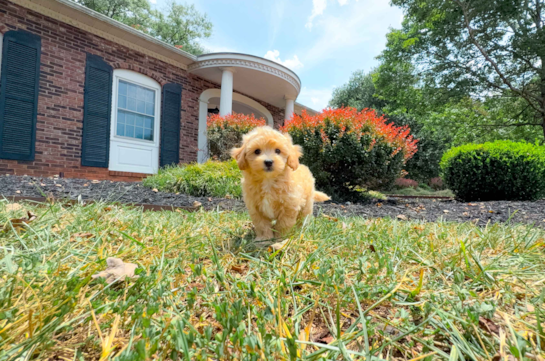 Maltipoo Puppy for Adoption