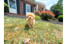 Cute Maltipoo Baby