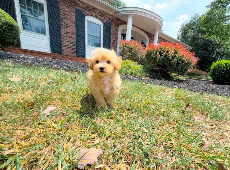 Cute Maltipoo Baby