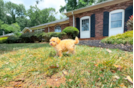 Cute Maltipoo Poodle Mix Pup