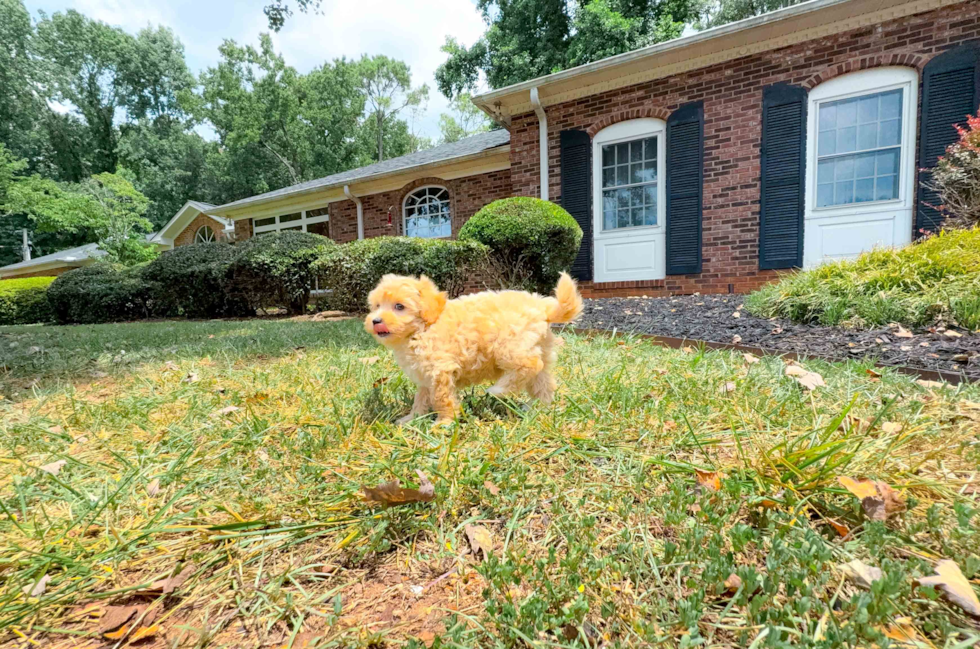 Cute Maltipoo Poodle Mix Pup