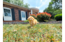 Cute Malt a Poo Poodle Mix Puppy
