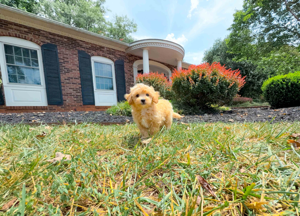 Cute Malt a Poo Poodle Mix Puppy