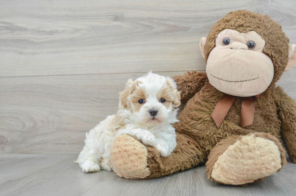 5 week old Maltipoo Puppy For Sale - Simply Southern Pups