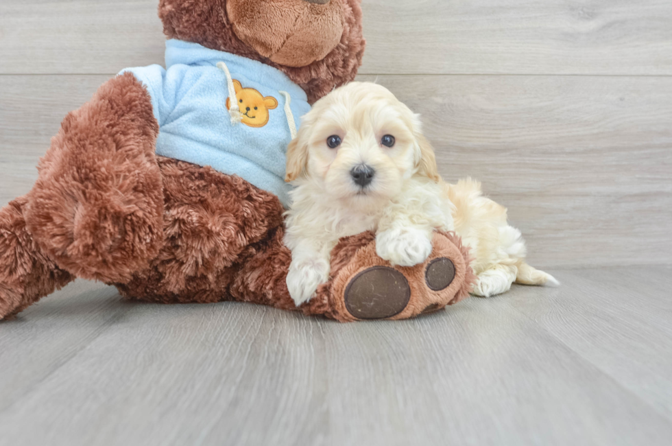 7 week old Maltipoo Puppy For Sale - Simply Southern Pups