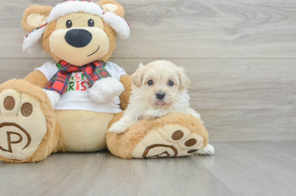 6 week old Maltipoo Puppy For Sale - Simply Southern Pups