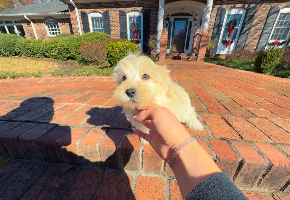 Best Maltipoo Baby