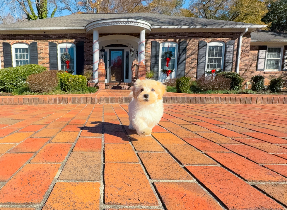 Cute Maltipoo Baby