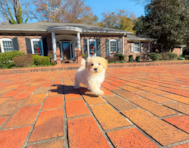 10 week old Maltipoo Puppy For Sale - Simply Southern Pups