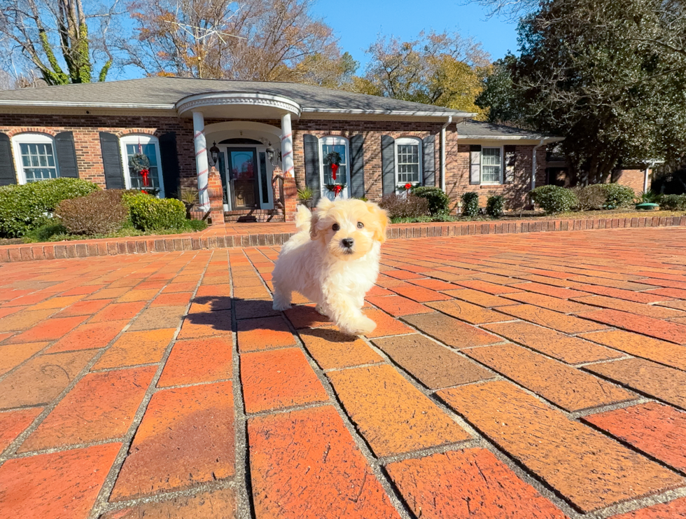 Maltipoo Puppy for Adoption