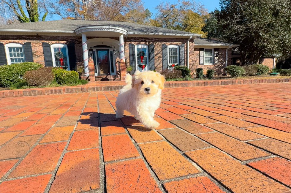 10 week old Maltipoo Puppy For Sale - Simply Southern Pups