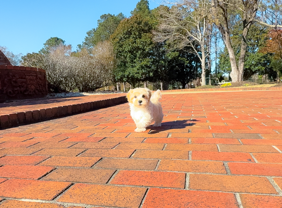 Cute Maltipoo Baby