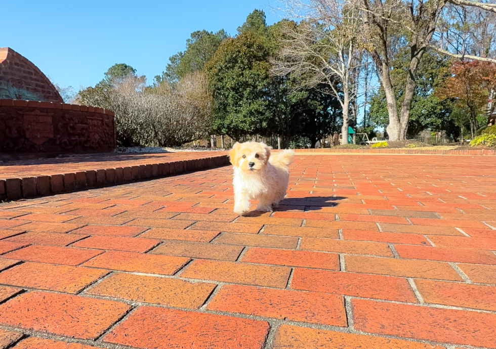 Maltipoo Puppy for Adoption