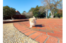 Cute Maltipoo Baby