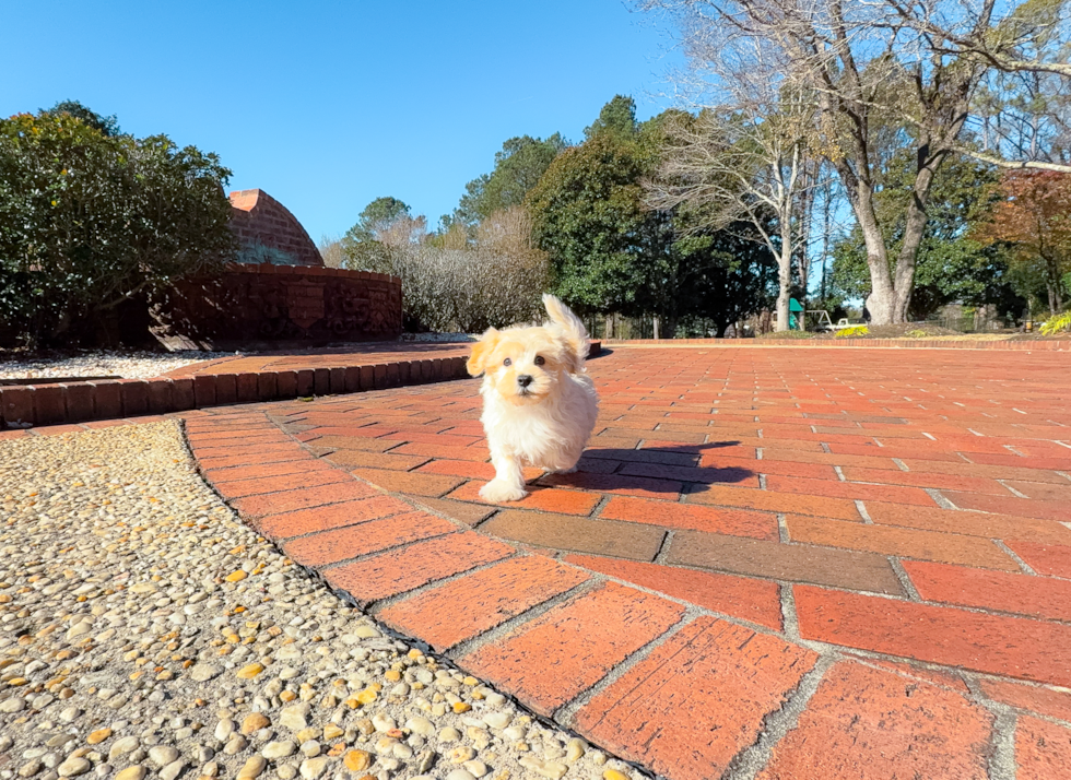 Cute Maltipoo Baby