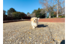 Cute Maltipoo Baby