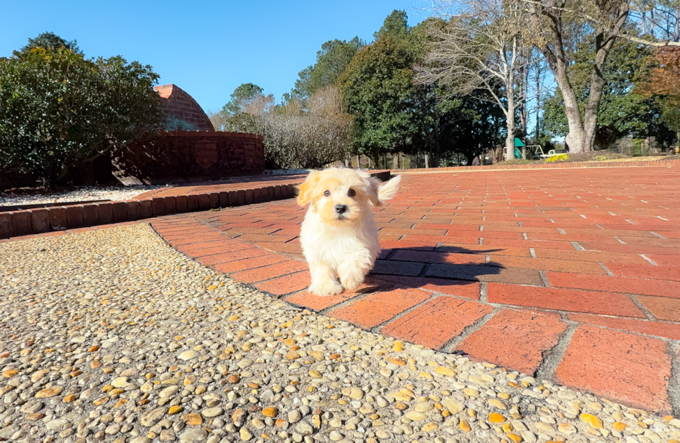 Cute Malt a Poo Poodle Mix Puppy