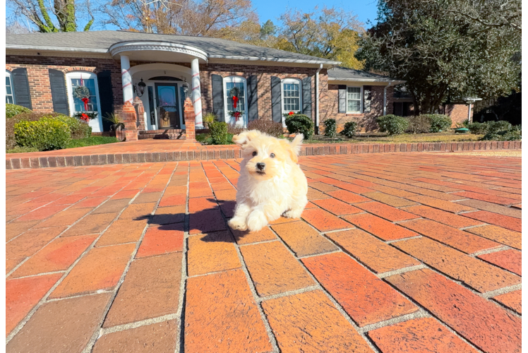 Cute Maltipoo Poodle Mix Pup