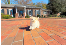 Cute Maltipoo Poodle Mix Pup