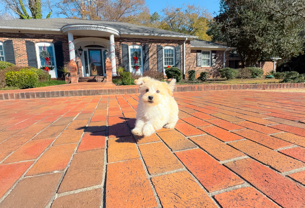 Cute Maltipoo Poodle Mix Pup