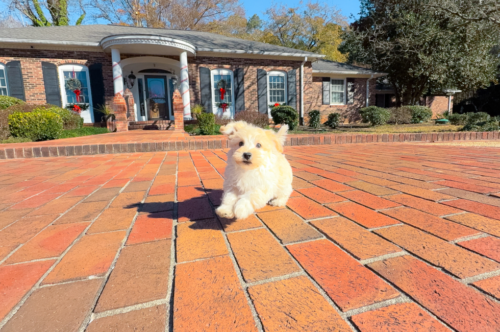 14 week old Maltipoo Puppy For Sale - Simply Southern Pups