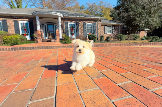 Cute Maltipoo Poodle Mix Pup