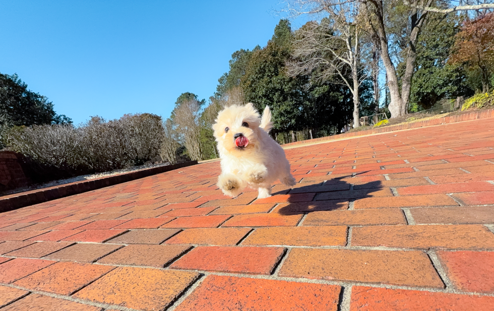 Best Maltipoo Baby