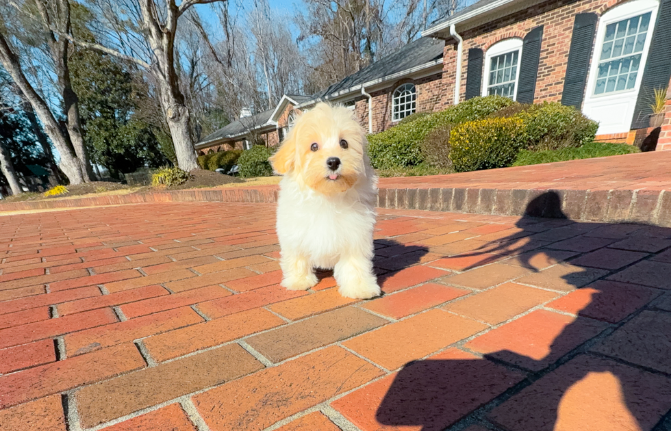 Best Maltipoo Baby