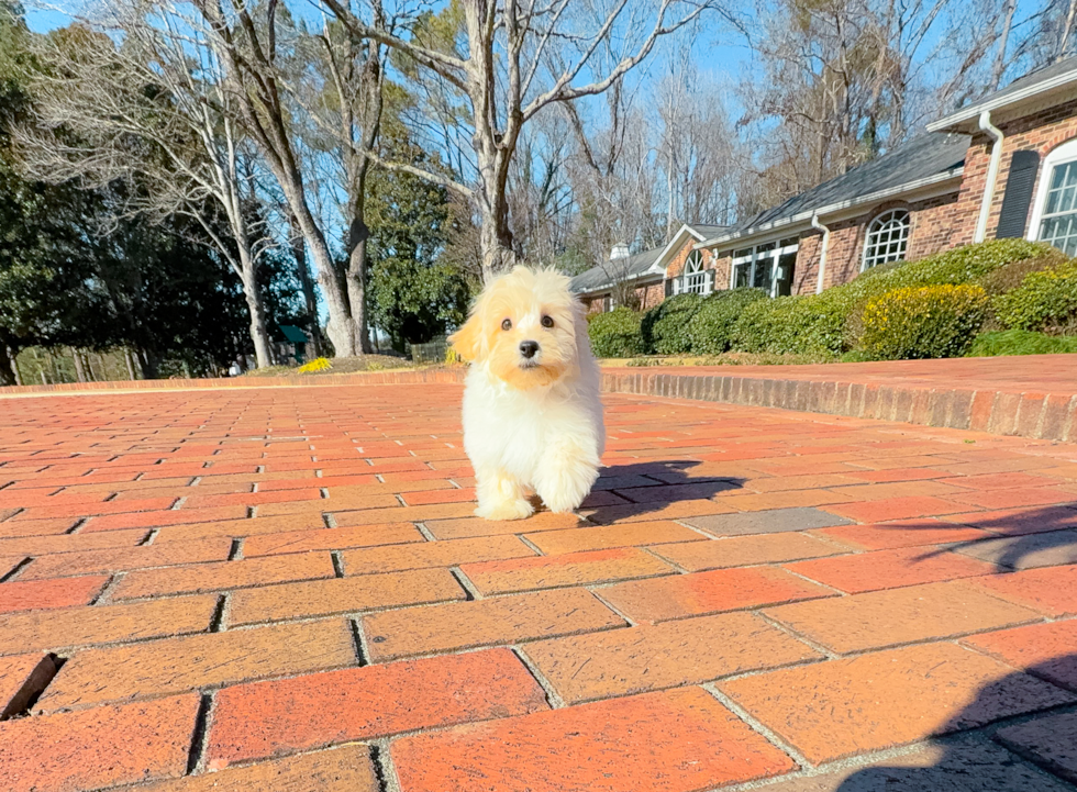 Maltipoo Pup Being Cute